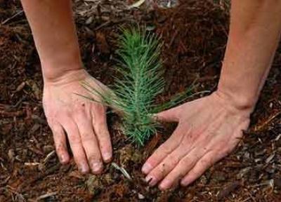 درختکاری، راه حلی ساده برای مقابله با خشکسالی در کشور