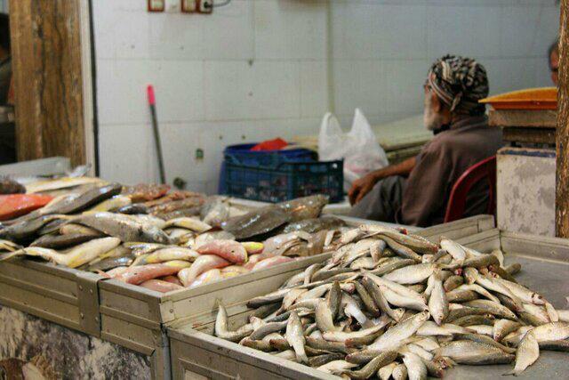 راه اندازی مراکز عرضه ماهی باقیمت مناسب در سطح شهر بندرعباس