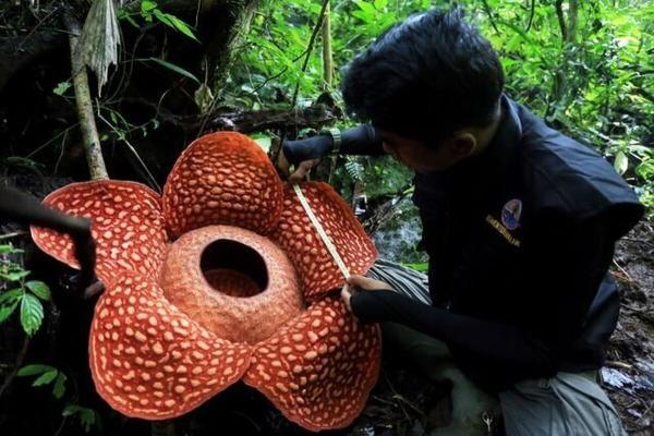 بزرگترین گل دنیا در خطر انقراض